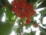 IMG_2441-
